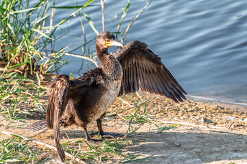 Great cormorant, Phalacrocorax carbo, sits on stone and dries its wings on the wind.