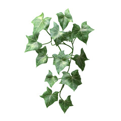 Detailed illustration of a cluster of ivy leaves against a dark background.