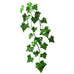 Naklejka premium Ivy vine with lush green leaves against a black backdrop.