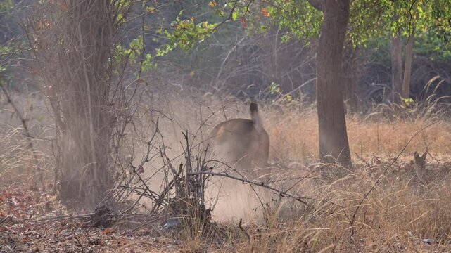 pack of dhole killing Sambar foal, dhole (Cuon alpinus) or indian wild dog at prey, Tadoba-Andhari Tiger Reserve, India, Asia