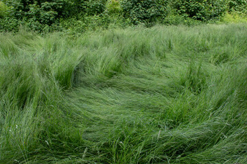 Lush, dense grass ideal for haymaking flattened by strong wind. A natural scene illustrating...