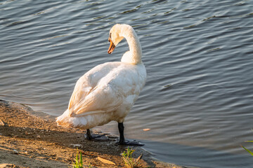 Graceful white Swan with a red beak stands on the bank of a pond