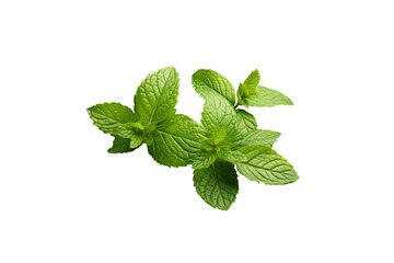 Fresh green mint leaves isolated on a transparent background. background removed