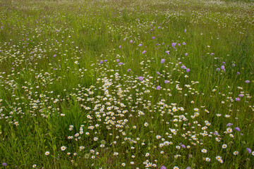 Wildflowers in full summer bloom under clear weather, showcasing vibrant colors, rich biodiversity, and a vital nectar source for bees and pollinators. © Yahor