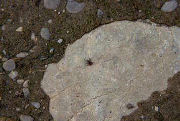 Dangerous encephalitis tick crawling on a stone lying on a road in a small European town. Close-up in natural light, symbolizing health risks in urban nature.