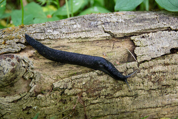 A large black slug crawling on decaying wood in the forest, highlighting the cycle of life,...