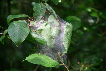 Insects have woven cocoons from spider webs on tree leaves, using them for reproduction and food,...