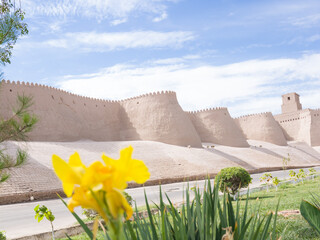 Yellow flower in the foreground with the ancient outer walls of Khiva, Uzbekistan in the background. Bright nature contrasts with historic architecture.