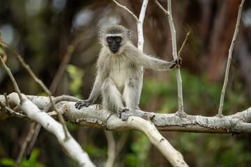 A vervet monkey sitting on a tree branch