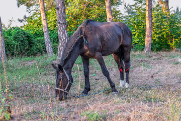 Brown horse grazing in the pasture with a lot of flies on the face