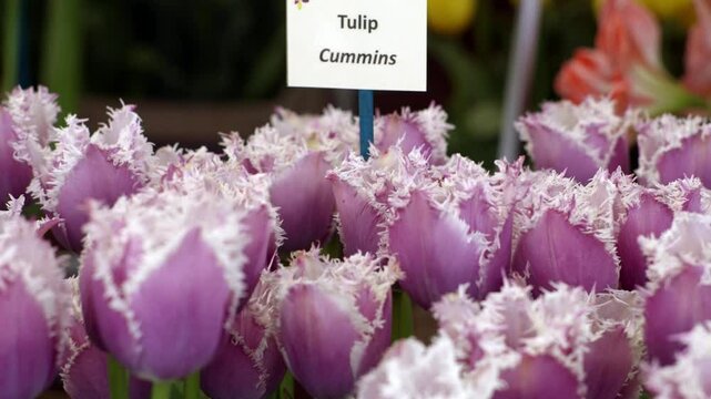 A captivating collection of 'Tulip Cummins' flowers flourish in the bright morning light at the beautiful Keukenhof Garden in the Netherlands.
