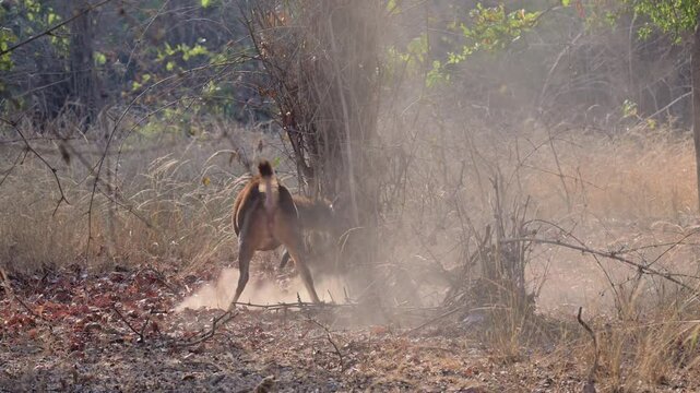 pack of dhole killing Sambar foal, dhole (Cuon alpinus) or indian wild dog at prey, Tadoba-Andhari Tiger Reserve, India, Asia