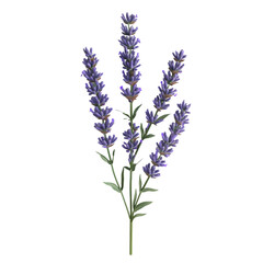 Obraz premium Lavender sprigs against a black background.