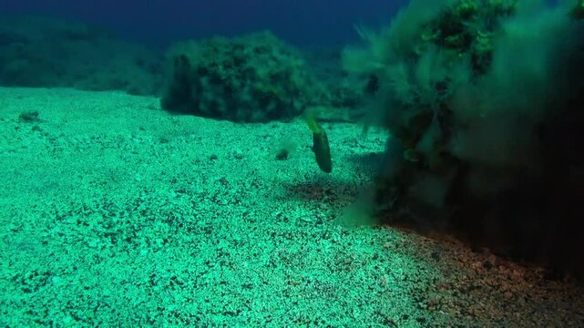 A Canarian smoothhound shark swims gracefully over a sandy ocean floor during the day. Dark volcanic rocks can be seen in the distance, showcasing the unique underwater terrain of La Palma.