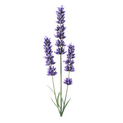 Naklejka premium Purple lavender plant against a black background.