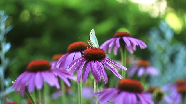 beautiful butterfly Argynnis paphia with orange wings collects nectar on a blooming large pink Echinacea flower in the summer garden. close-up nature background video