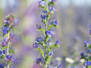 Vipers bugloss blueweed plant with blue flowers on a field in summer, Echium vulgare
