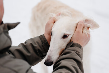 Russian greyhound standing on snow, owner hugging for cheeks and ears black and white and red borzoi dog, breed for hunting, dogwalking concept