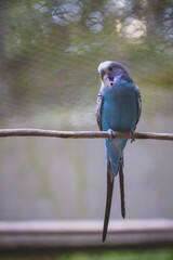 blue tit perched on a branch
