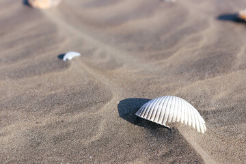波に忘れられた貝殻