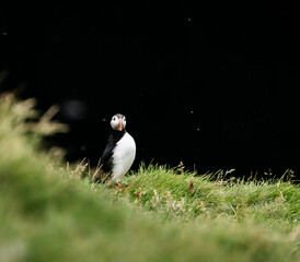 atlantic puffin or common puffin