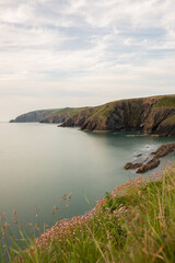 The coast of Ceibwr in Pembrokeshire, Wales with pink sea thrift
