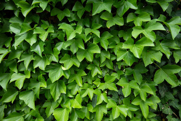Green natural background. Green Ivy leaves cover the wall. Close-up of detailed leaf textures and patterns. Decorative but invasive outdoor plant. Concepts of nature, growth, and vibrant foliage.