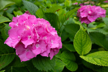 Vibrant pink hydrangea flowers surrounded by lush green leaves. Natural background with Hortensia flowers. Large, showy blooms in a garden. Botanical concept of flora, summer, gardening.