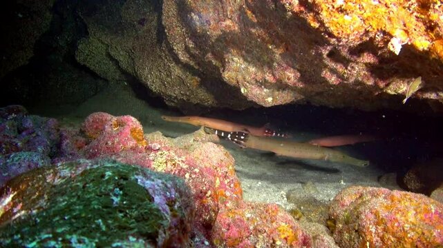 Trumpetfish linger near colorful rocks and a cavernous overhang. These fish seem to glide effortlessly as they explore the ocean floor during the day near La Palma, Canary Islands.
