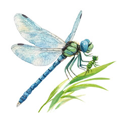 A Mother Dragonfly With Her Kid, watercolor vector, isolated on a white background.