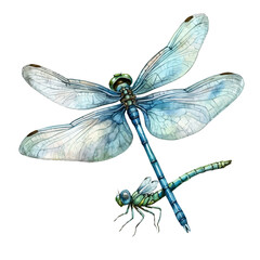 watercolor of A Mother Dragonfly With Her Kid, vector, isolated on a white background.