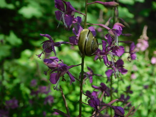 purple flowers in a garden