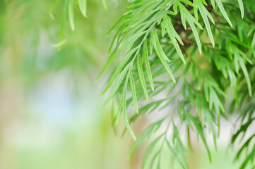 Grevillea or Grevillea robusta, Silky oak or Australian silver oak or Silk Oak or Silky Oak