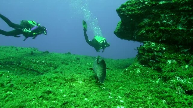 Beneath the surface near La Palma, Canary Islands, two divers glide past volcanic rock covered in green algae, while a large grouper swims toward the divers. Bubbles float upwards in the blue water.