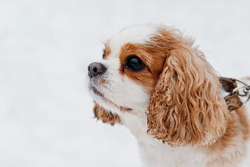 cute purebred Cavalier King Charles spaniel walks in winter snow, closeup view of muzzle, hunting...