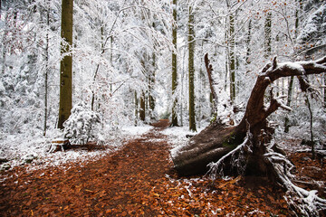Fototapete bei efototapeten.de bestellen   