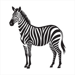 plain zebra vector illustration