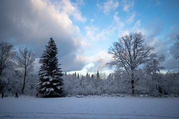 Natural winter landscape. Forest under snow a the winter time at Black Forest, Germany
