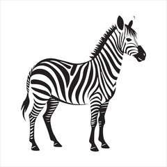 plain zebra vector illustration