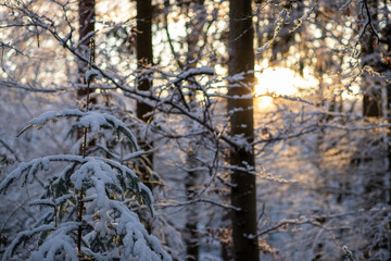 Natural winter landscape. Forest under snow a the winter time at Black Forest, Germany