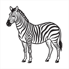 plain zebra vector illustration