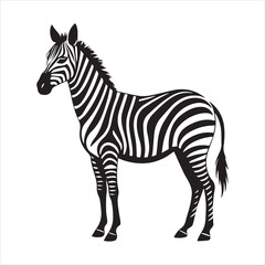 plain zebra vector illustration