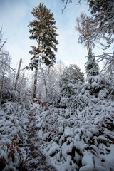 Natural winter landscape. Forest under snow a the winter time at Black Forest, Germany