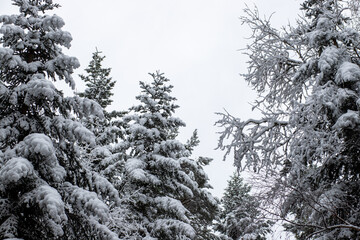 Natural winter landscape. Forest under snow a the winter time at Black Forest, Germany