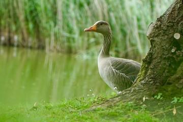 goose on the grass