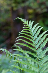 Thickets of green fern in a wild sunny forest in the early morning. Nature concept