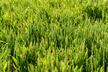 Mid-season agricultural field with young cereal spikes