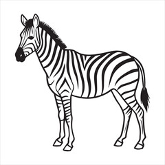 plain zebra vector illustration