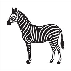 plain zebra vector illustration
