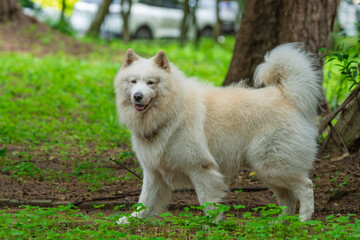 Beautiful Samoyed dog in a park